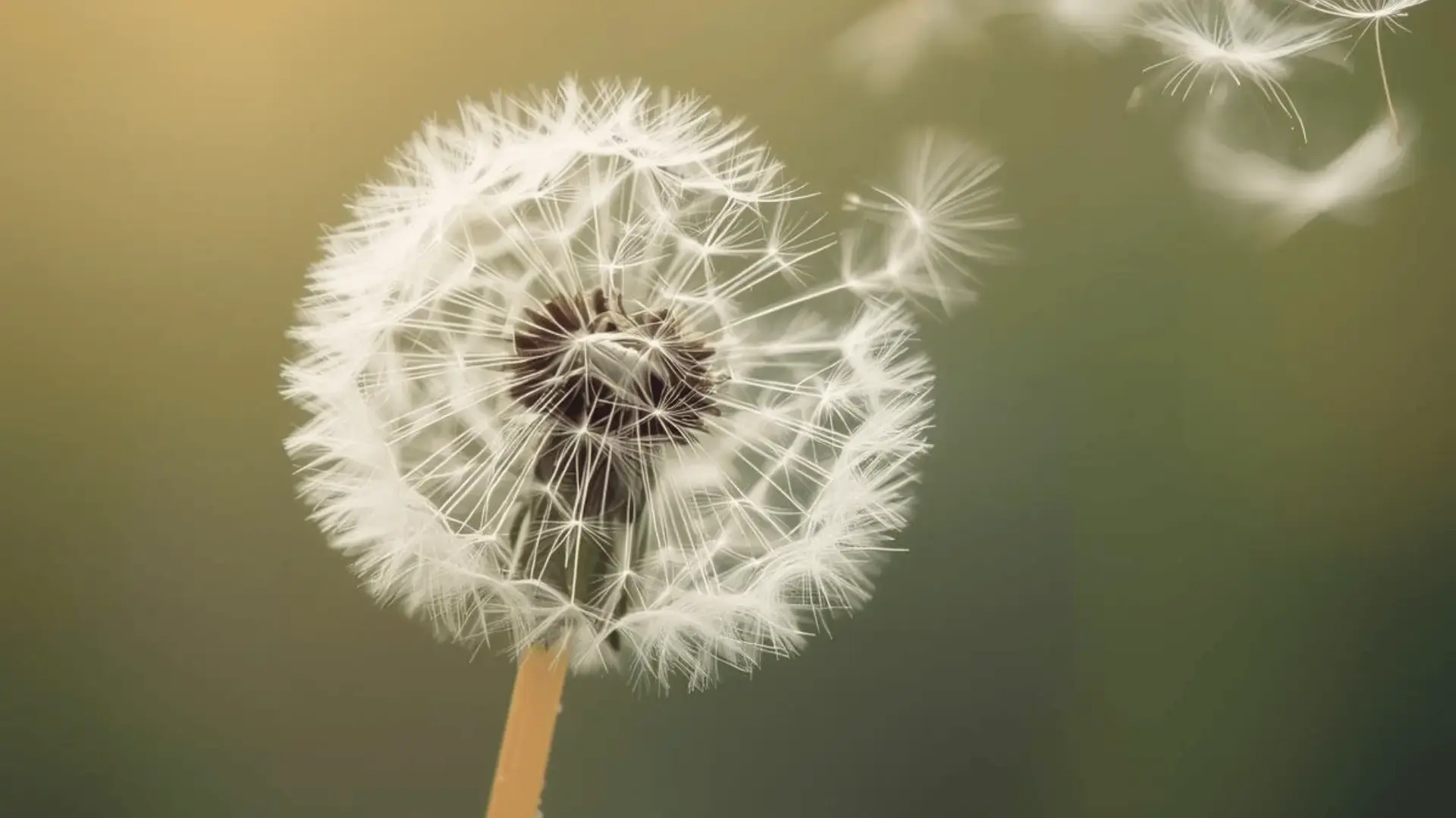 Close-up of a dandelion with seeds gently blowing away in a soft breeze against a blurred green background Trauma Therapist Institute