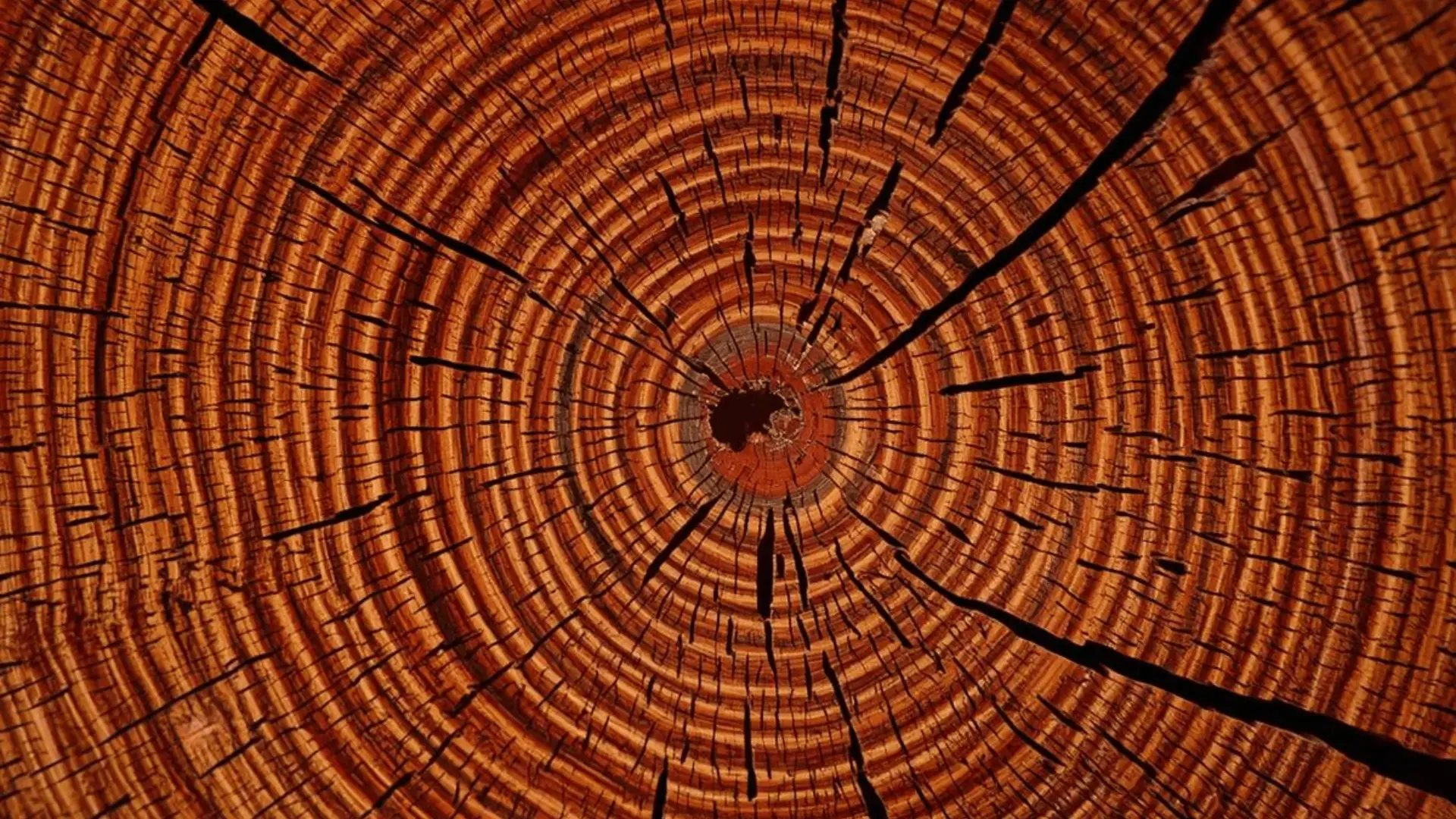 Close-up of tree rings in a cross-section of a tree trunk, showing concentric growth rings and natural cracks in warm amber tones Trauma Therapist Institute